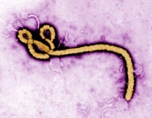 IBM研發大數據模型，爲控制埃博拉病毒傳播大顯身手