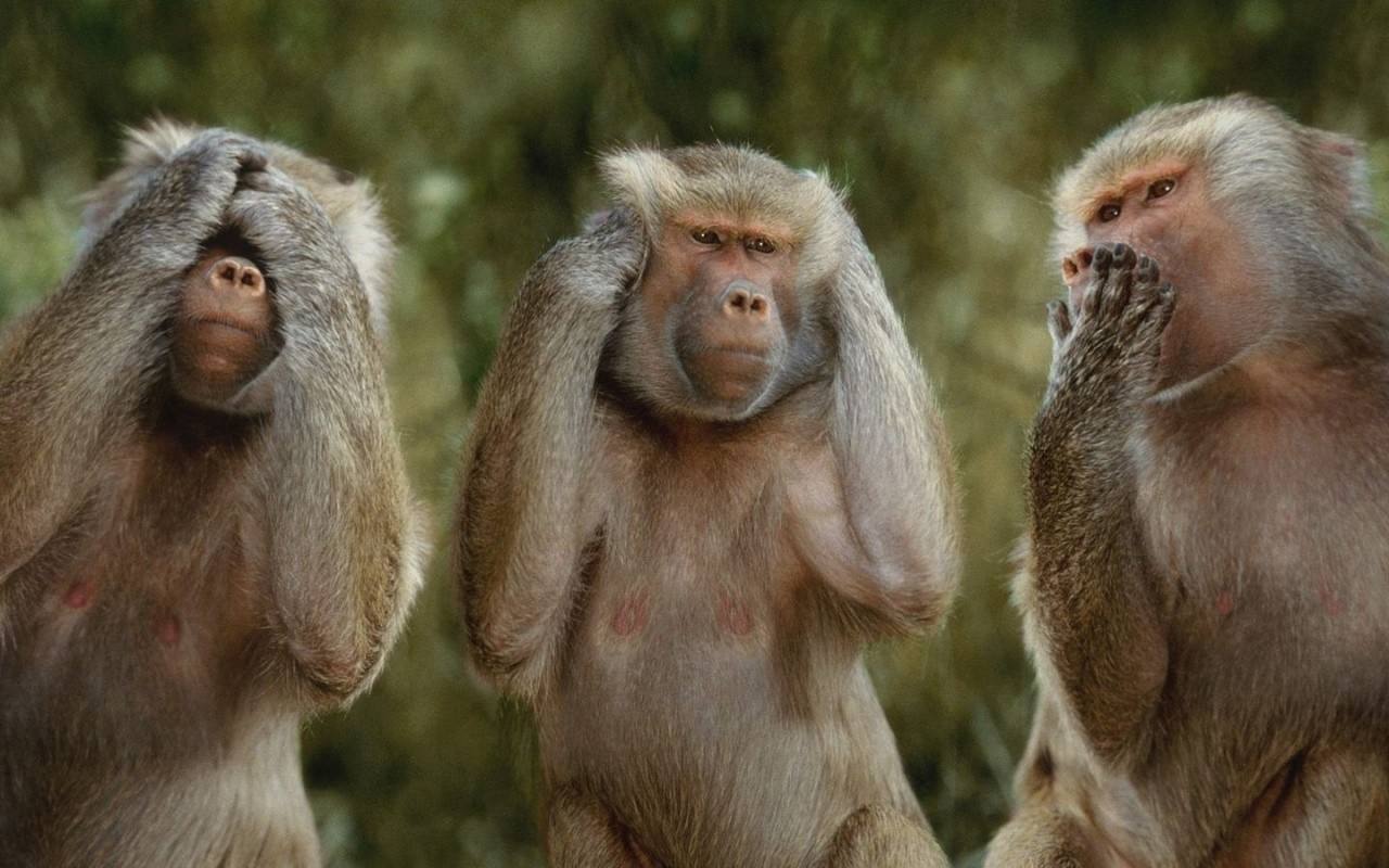 利用電刺激，科學家可以將信息直接注入猴子的大腦