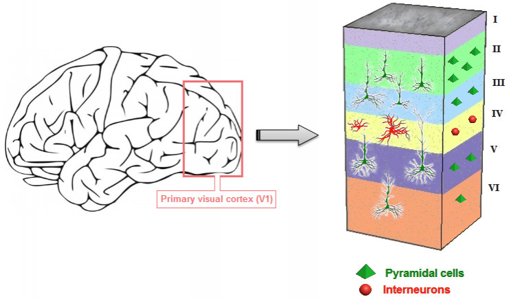 深度神經網絡（DNN）是否模擬了人類大腦皮層結構？