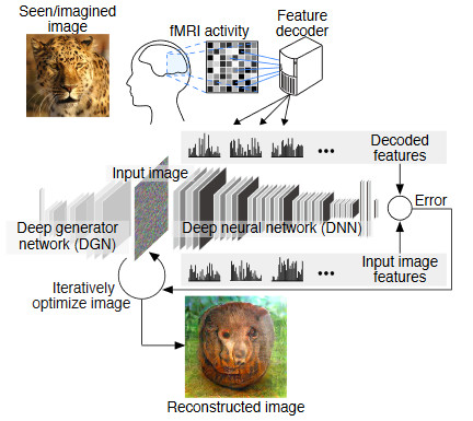 離「腦機接口」再近一步，日本研究員根據大腦 fMRI 重建看到的圖像