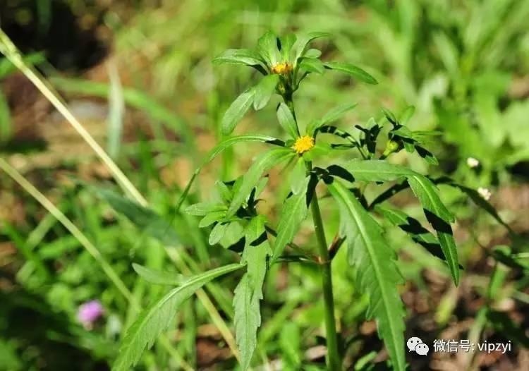 别名狼把草,接力草,针线包,一包针,外国脱力草,针线包草. .